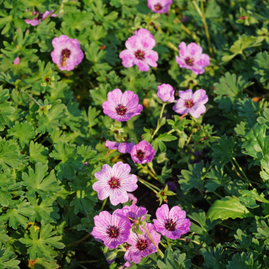 'Ballerina' Cranesbill (Geranium)