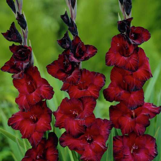 'Black Jack' Gladiolus