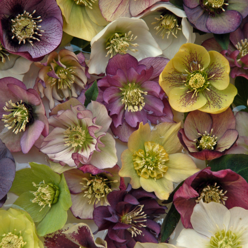 'Brandywine' Lenten Rose (Helleborus)