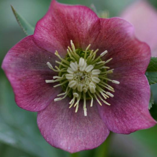'Brandywine' Lenten Rose (Helleborus)