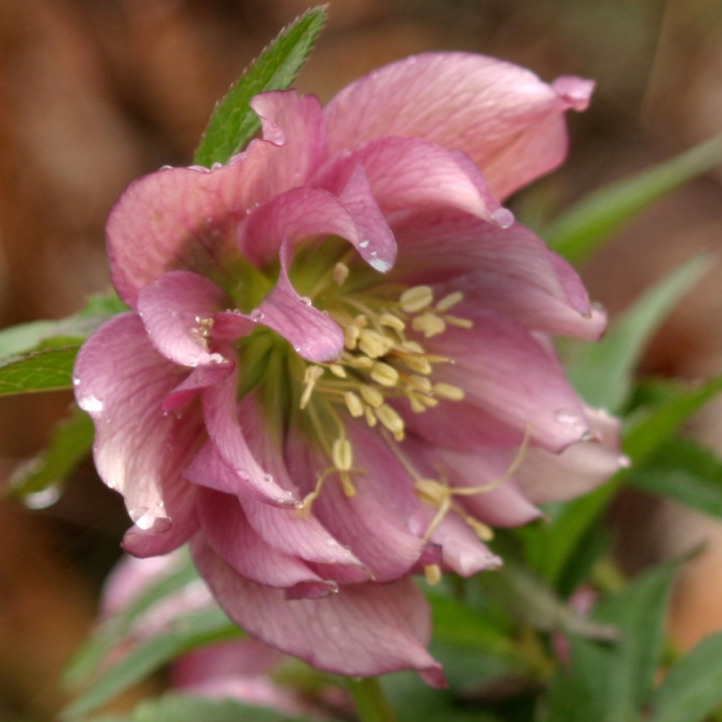'Brandywine' Lenten Rose (Helleborus)