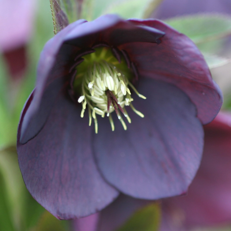'Brandywine' Lenten Rose (Helleborus)
