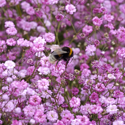'Festival Pink Lady' Baby's Breath (Gypsophila)