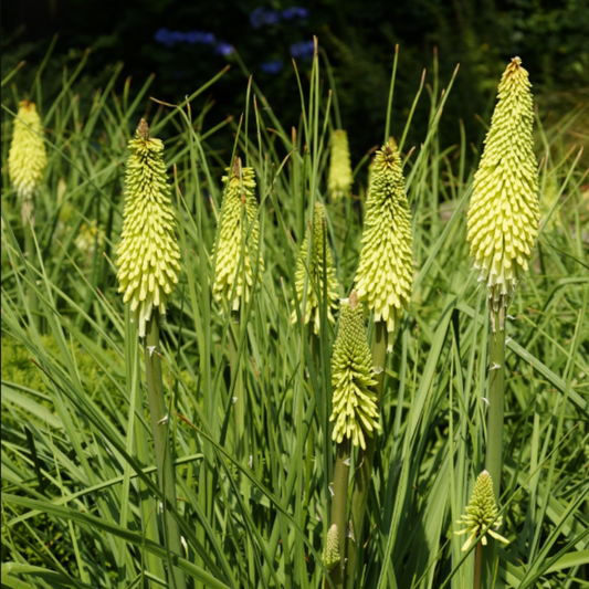 'Ice Queen' Red Hot Poker (Kniphofia)