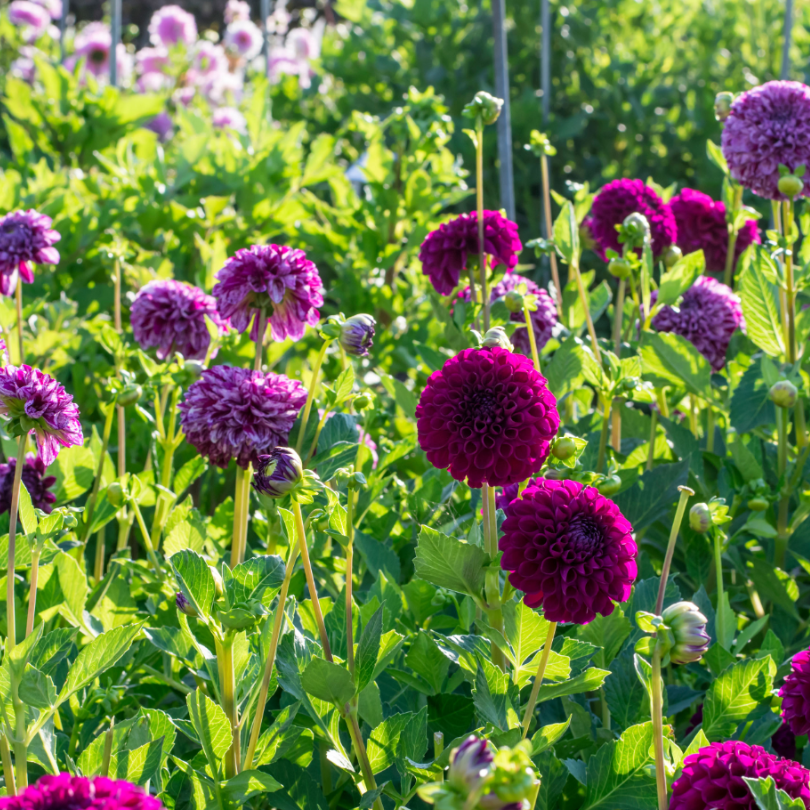'Marble Ball' Dahlia