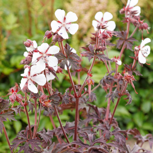 'Midnight Ghost' Cranesbill (Geranium)