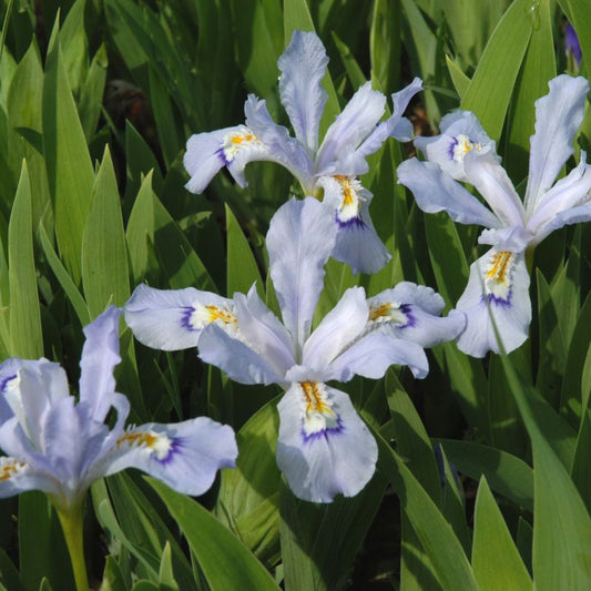 'Powder Blue Giant' Dwarf Crested Iris