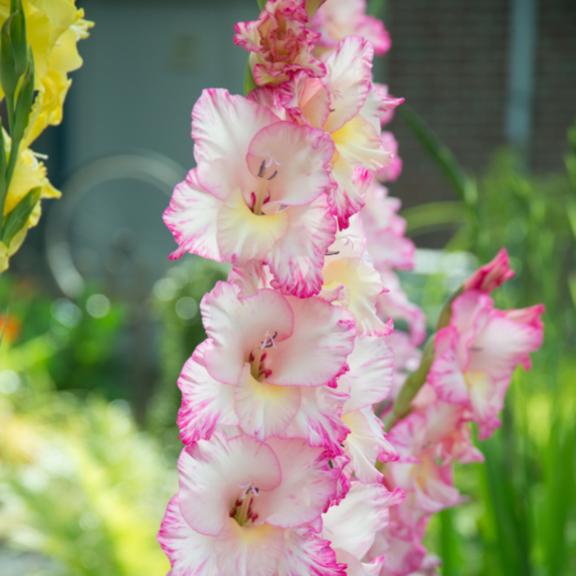 'Priscilla' Gladiolus