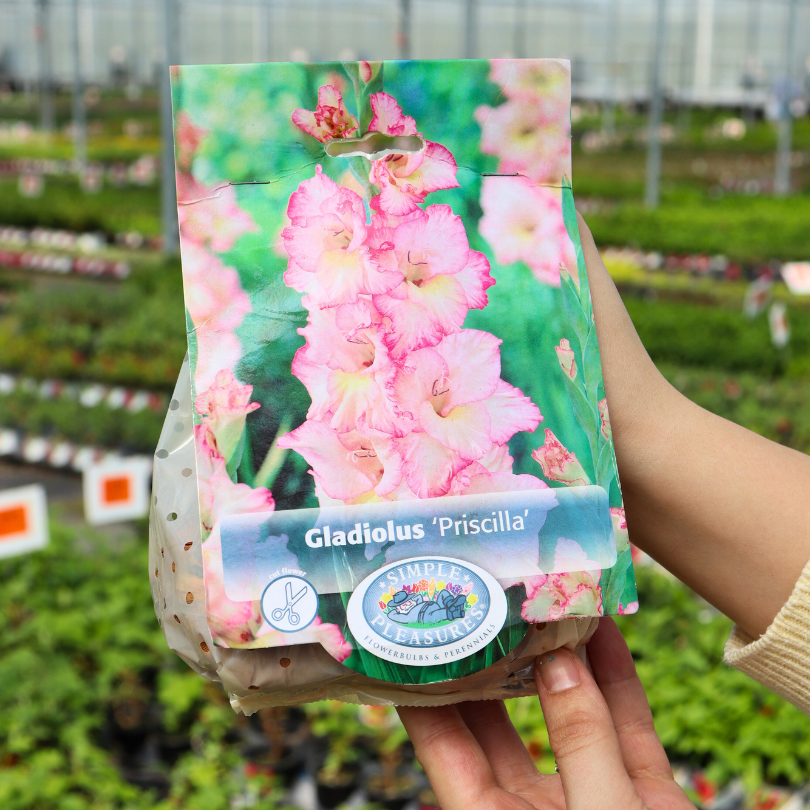 'Priscilla' Gladiolus