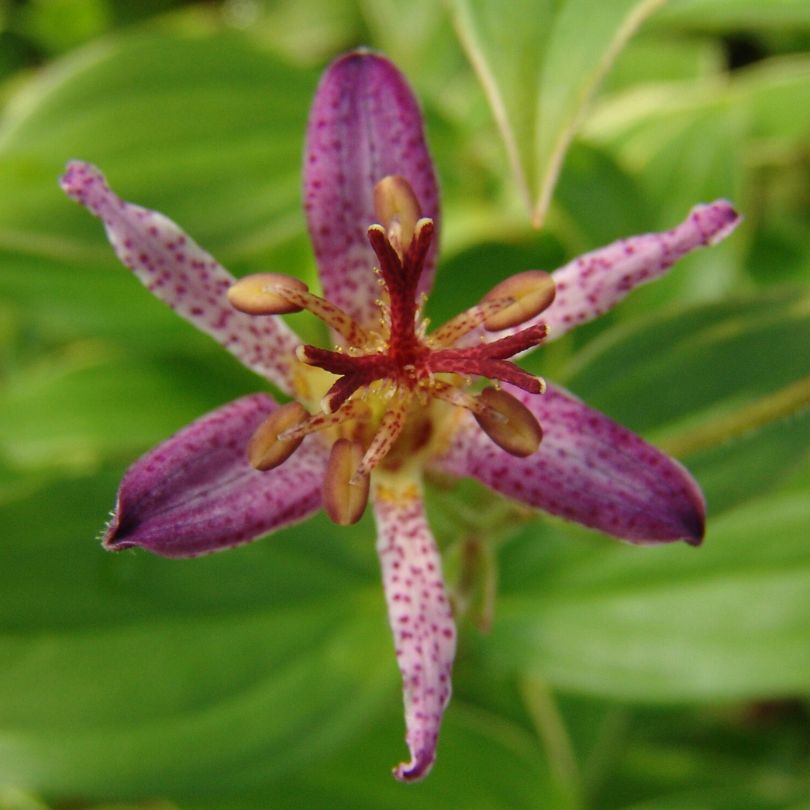'Samurai' Toad Lily (Tricyrtis)