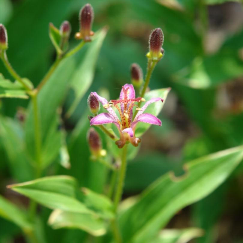 'Samurai' Toad Lily (Tricyrtis)