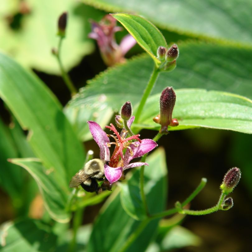 'Samurai' Toad Lily (Tricyrtis)