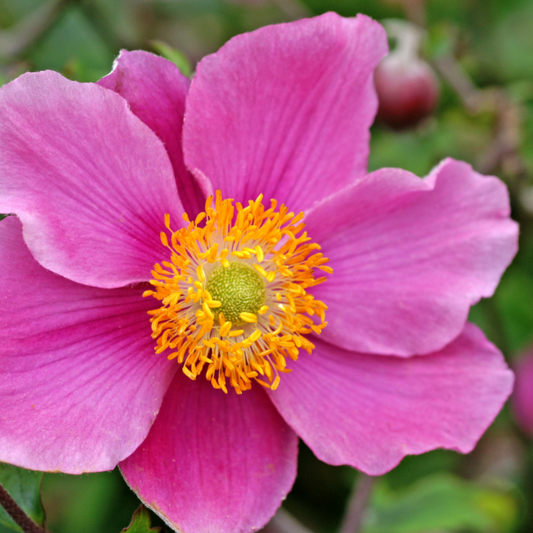 'September Charm' Japanese Anemone